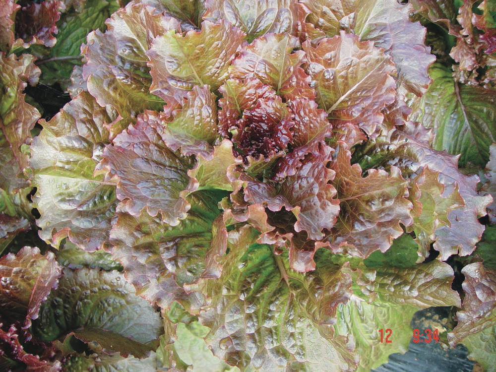 Integrata Red, Römersalat