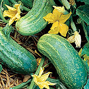 Northern Pickling, Einlegegurke