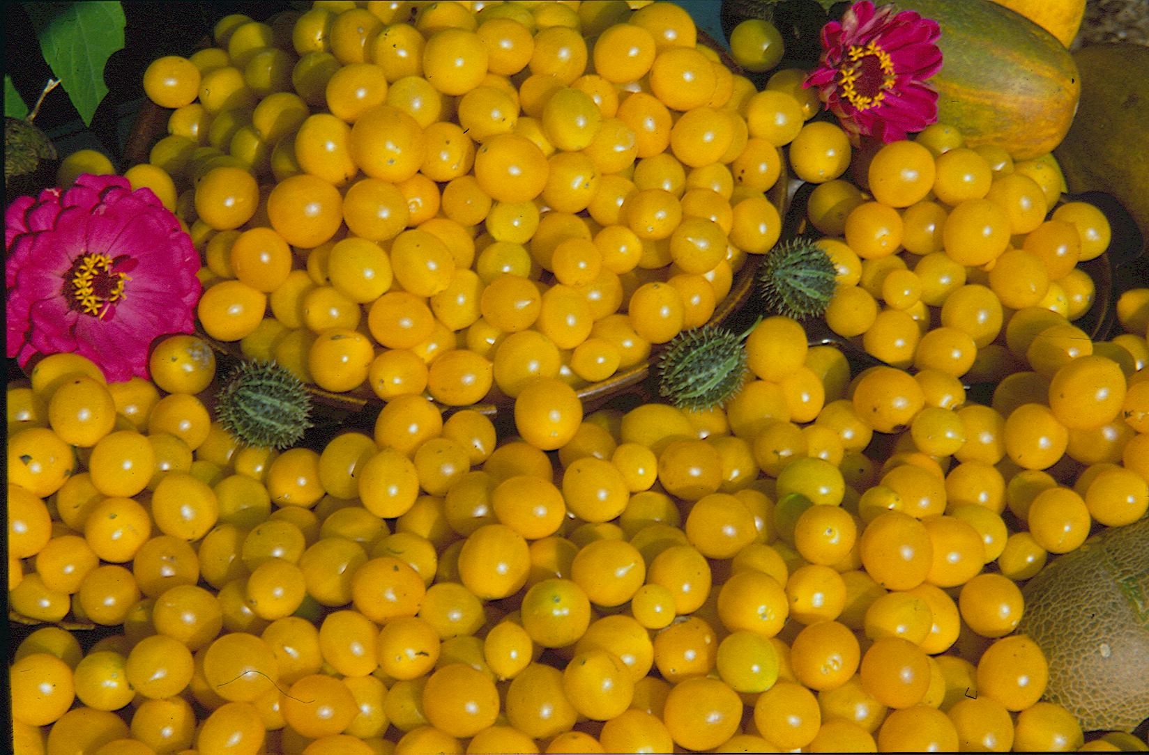 Aurantiacum, Wildtomate