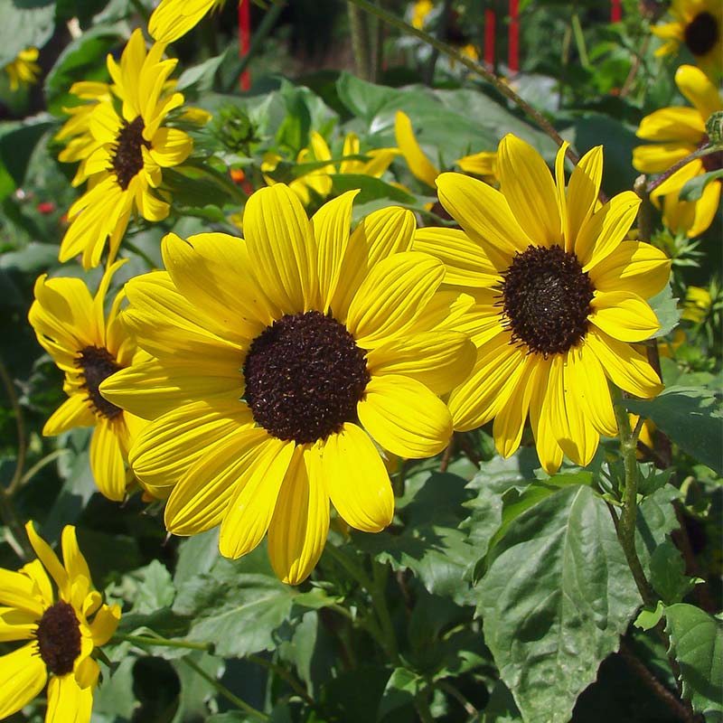 Sonnenblume Helianthus pauciflorus