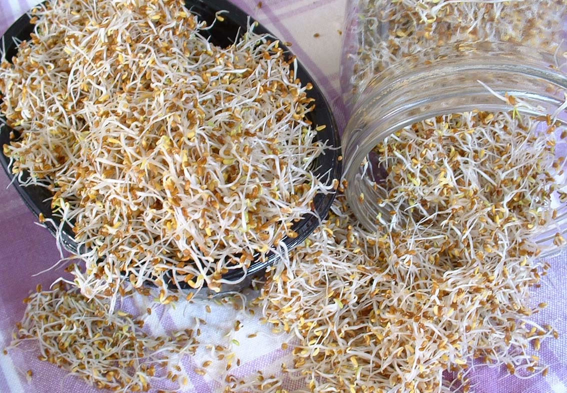 Keimsprossen Alfalfa (Medicago sativa) 50g