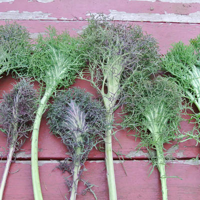 Grünkohl Bear Necessities (Brassica napus pabularis)