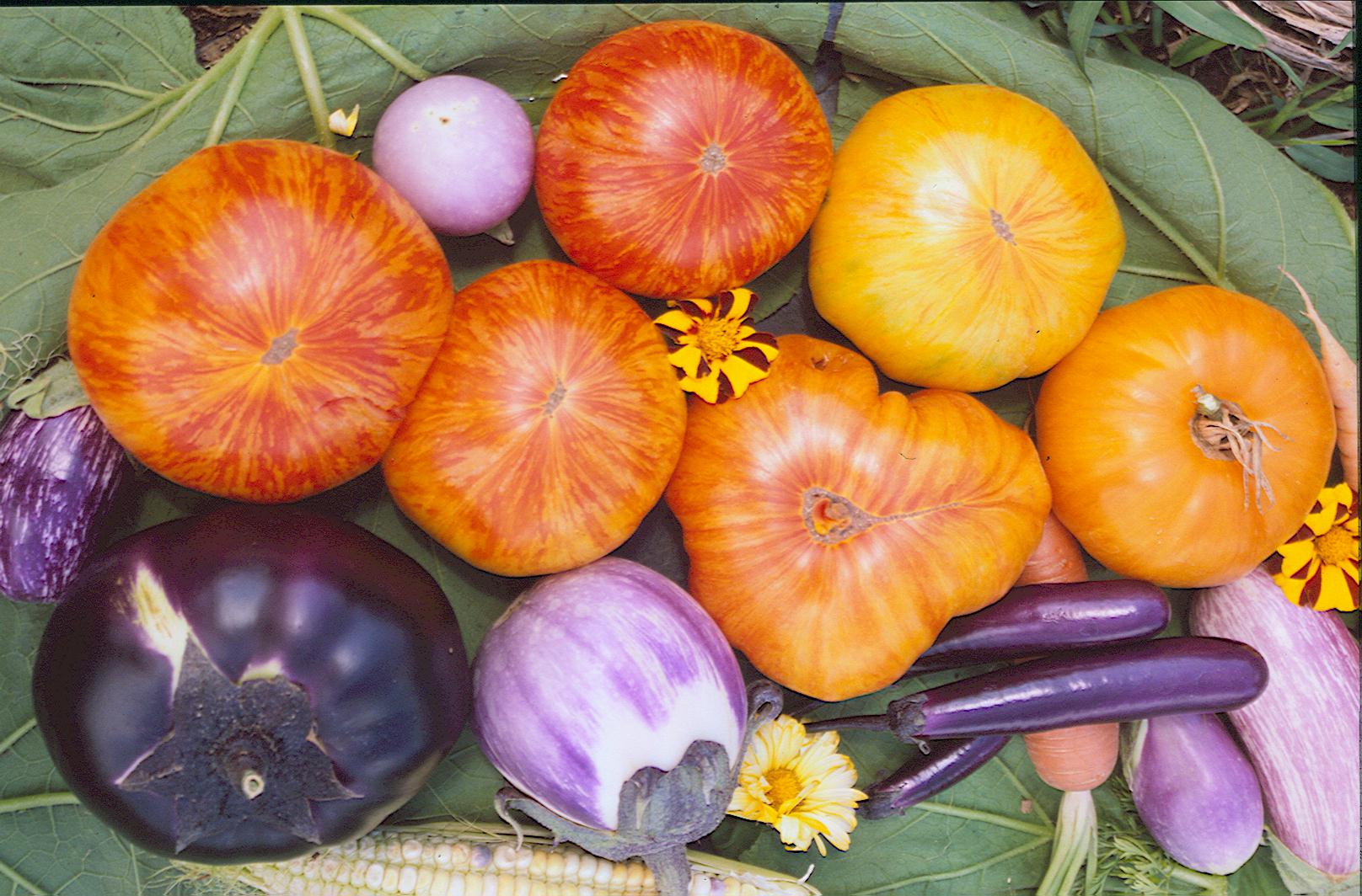 Beauty King, Fleischtomate