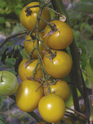 Green Grape (Kirschtomate)