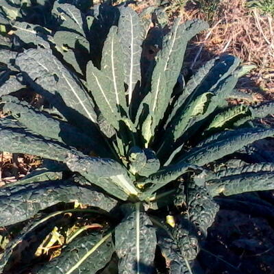 Palmkohl Schwarzer aus der Toskana