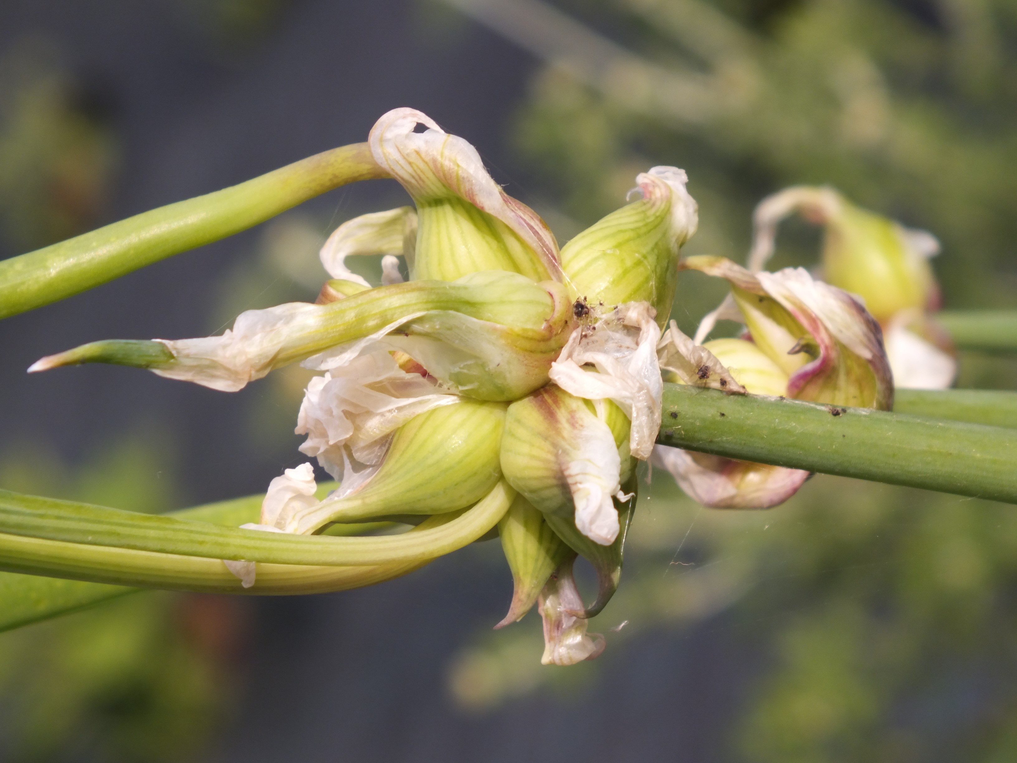 Luft- oder Etagenzwiebel