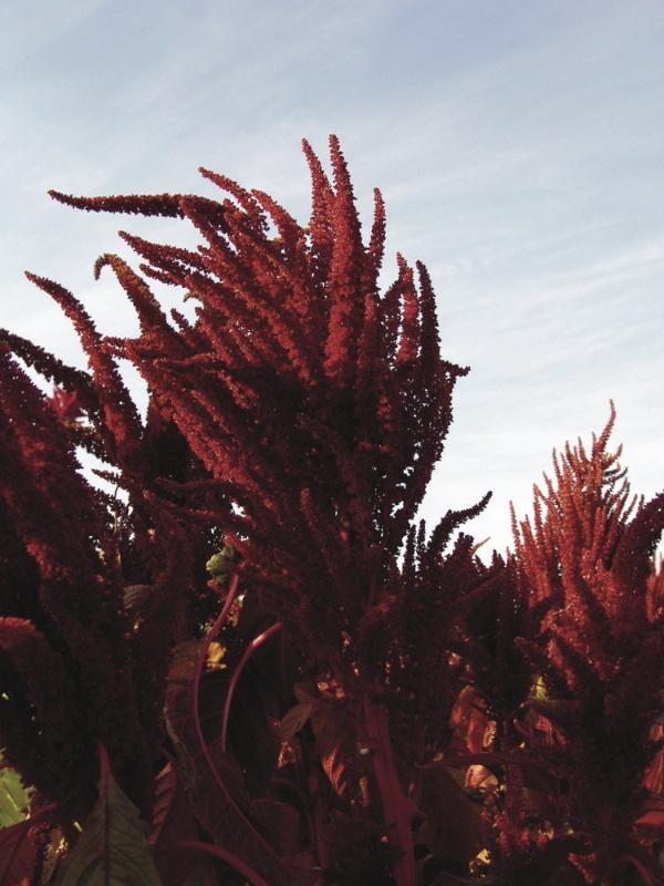 Opopeo (Pop Amaranth)