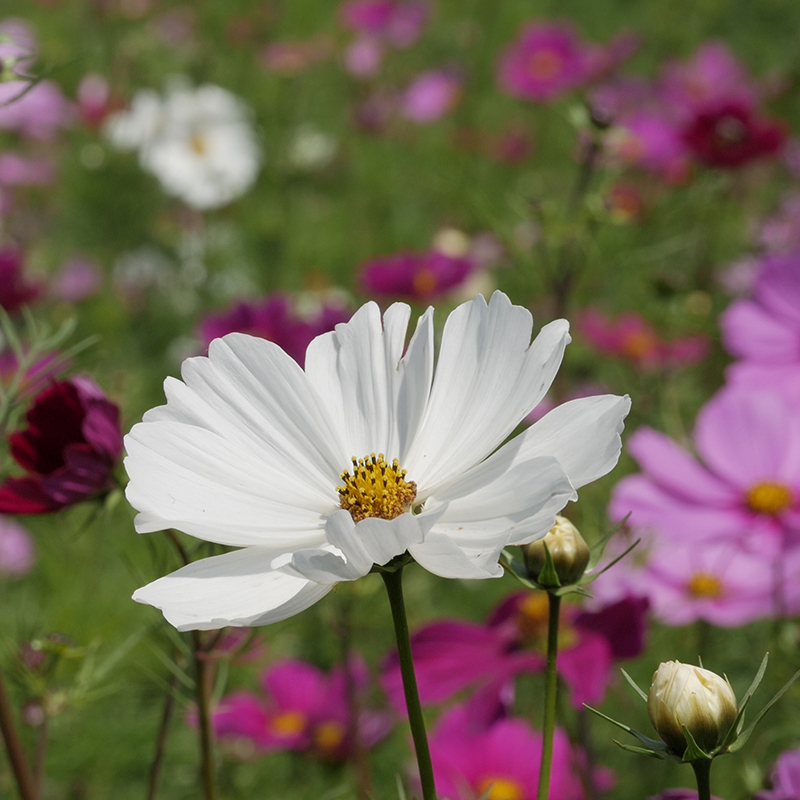 'Cosmos bipinnatus', Cosmea