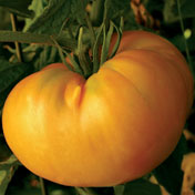 Amana Orange, Fleischtomate-reduziert