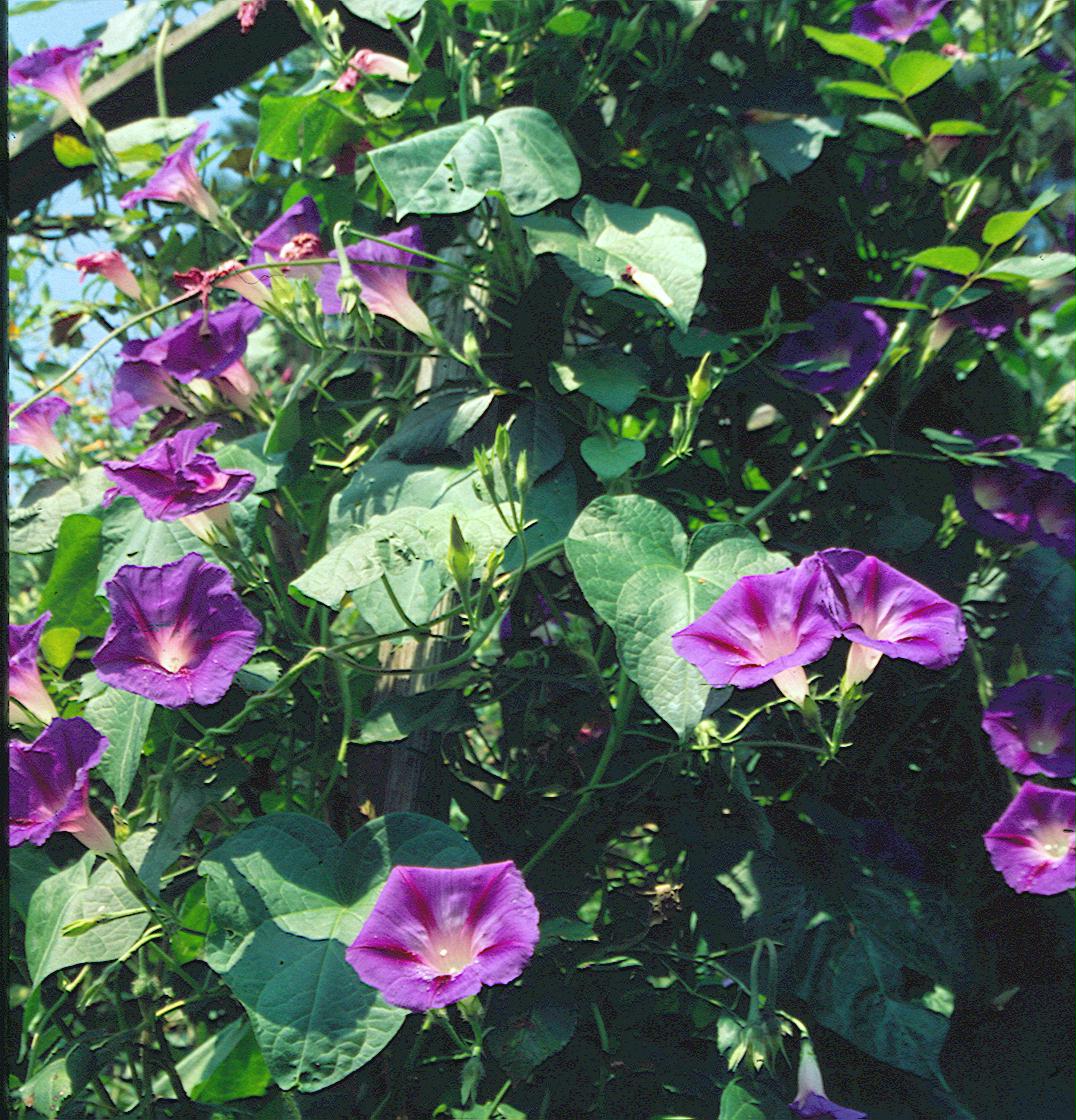 Prachtwinde "Star of Yalta" (Pharbatis purpurea)