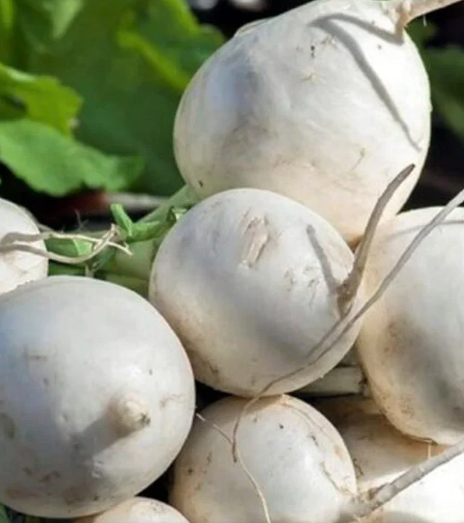 Navetrübchen Seven Top/Southern Prize