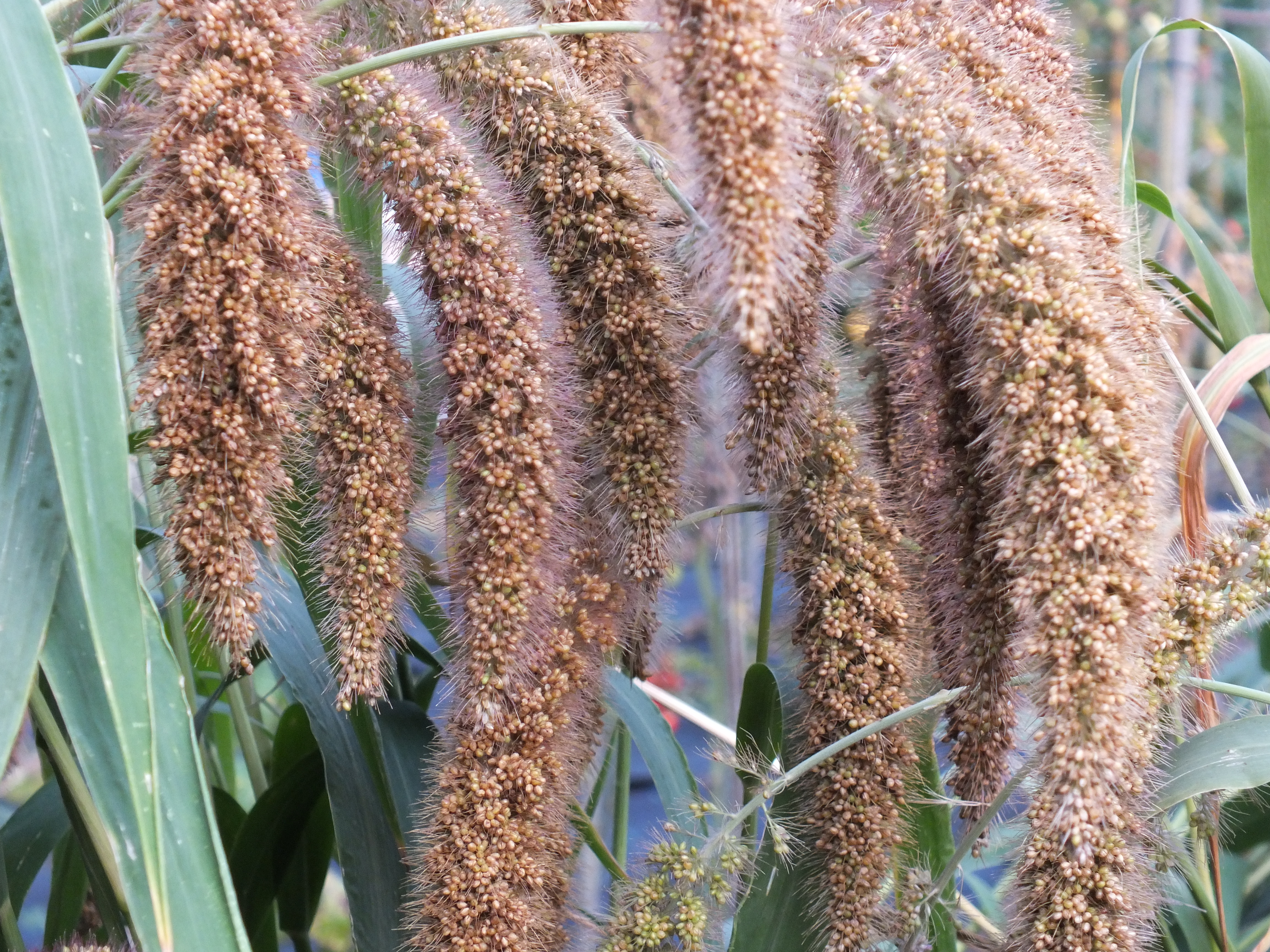 Neuwelt-Borstenhirse, Kleine Kolbenhirse