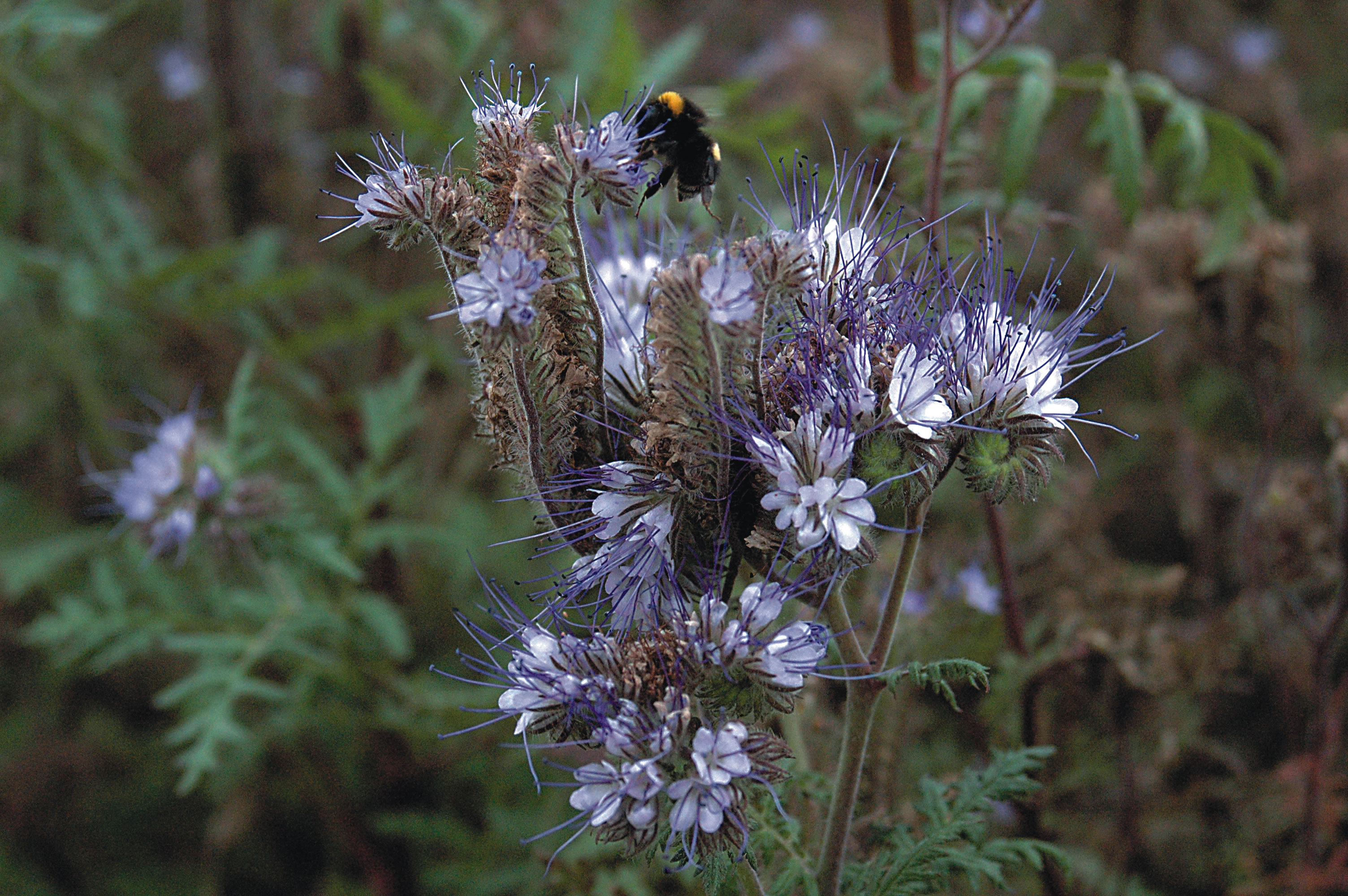 Phacelia, Bienenweide (Phacelia tanacetifolia)