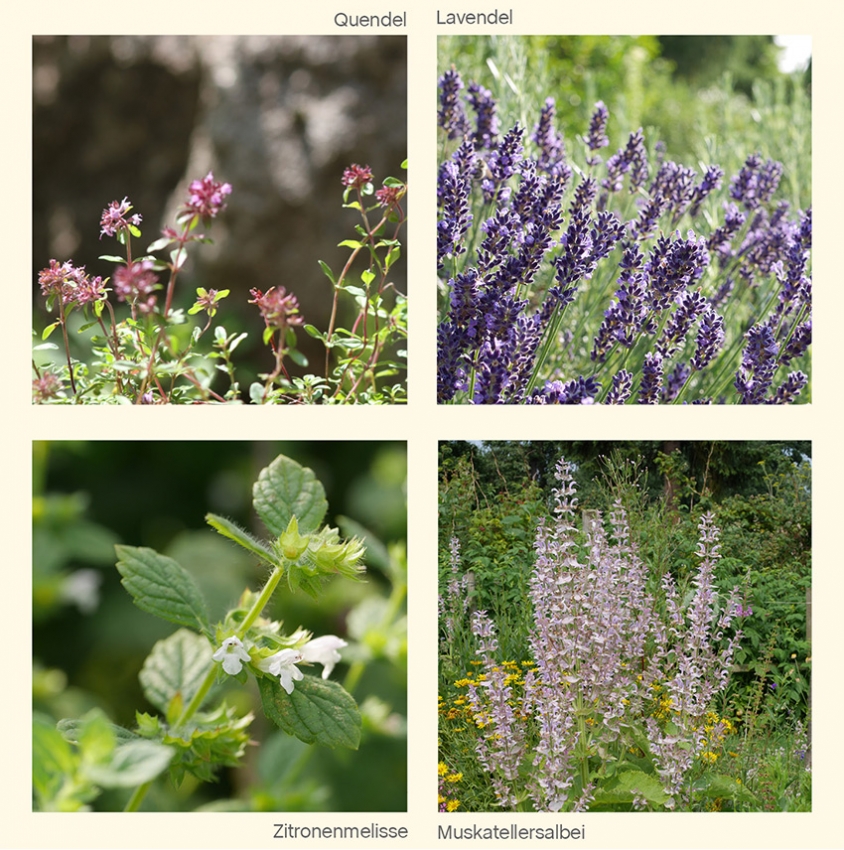 AROMATICA I Das Duftbeet