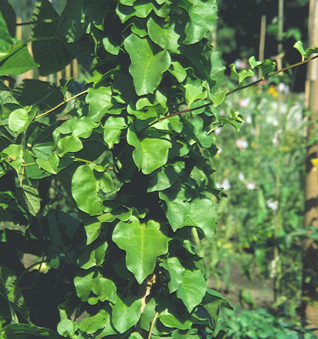 Anredera Basellkartoffel 1 Knolle