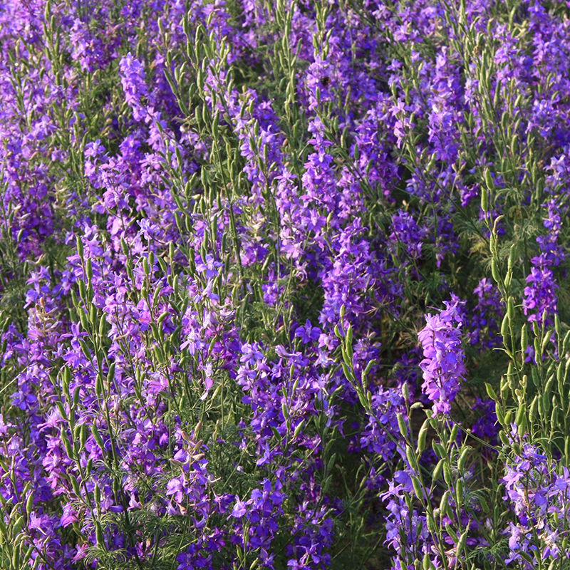 'Consolida ajacis', Gartenrittersporn