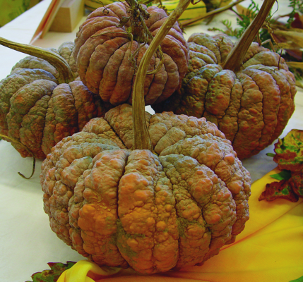 Futsu Black, Moschuskürbis