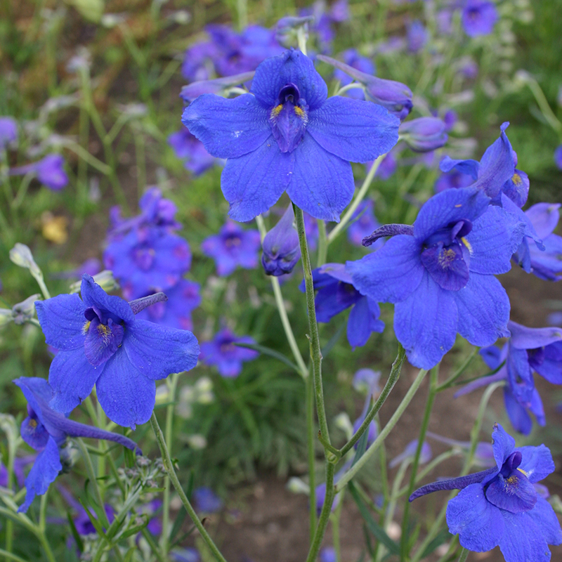 'Delphinium imperialis', Bunter Rittersporn