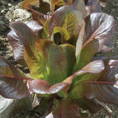 Roter Winter, Winterkopfsalat
