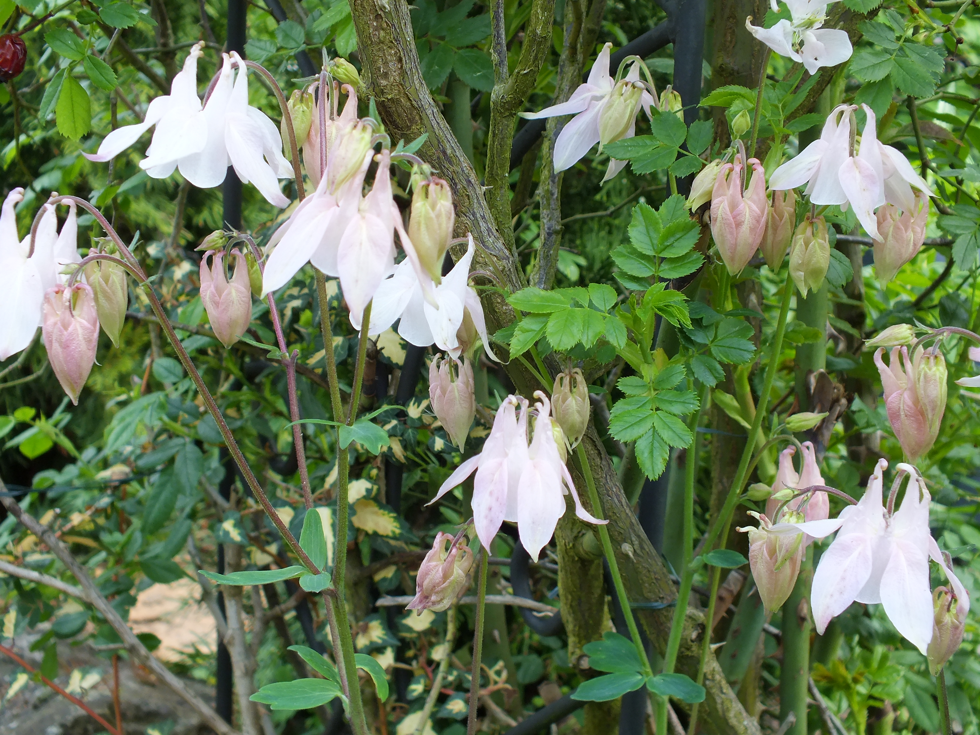 Akelien-Mischung vieler Farben