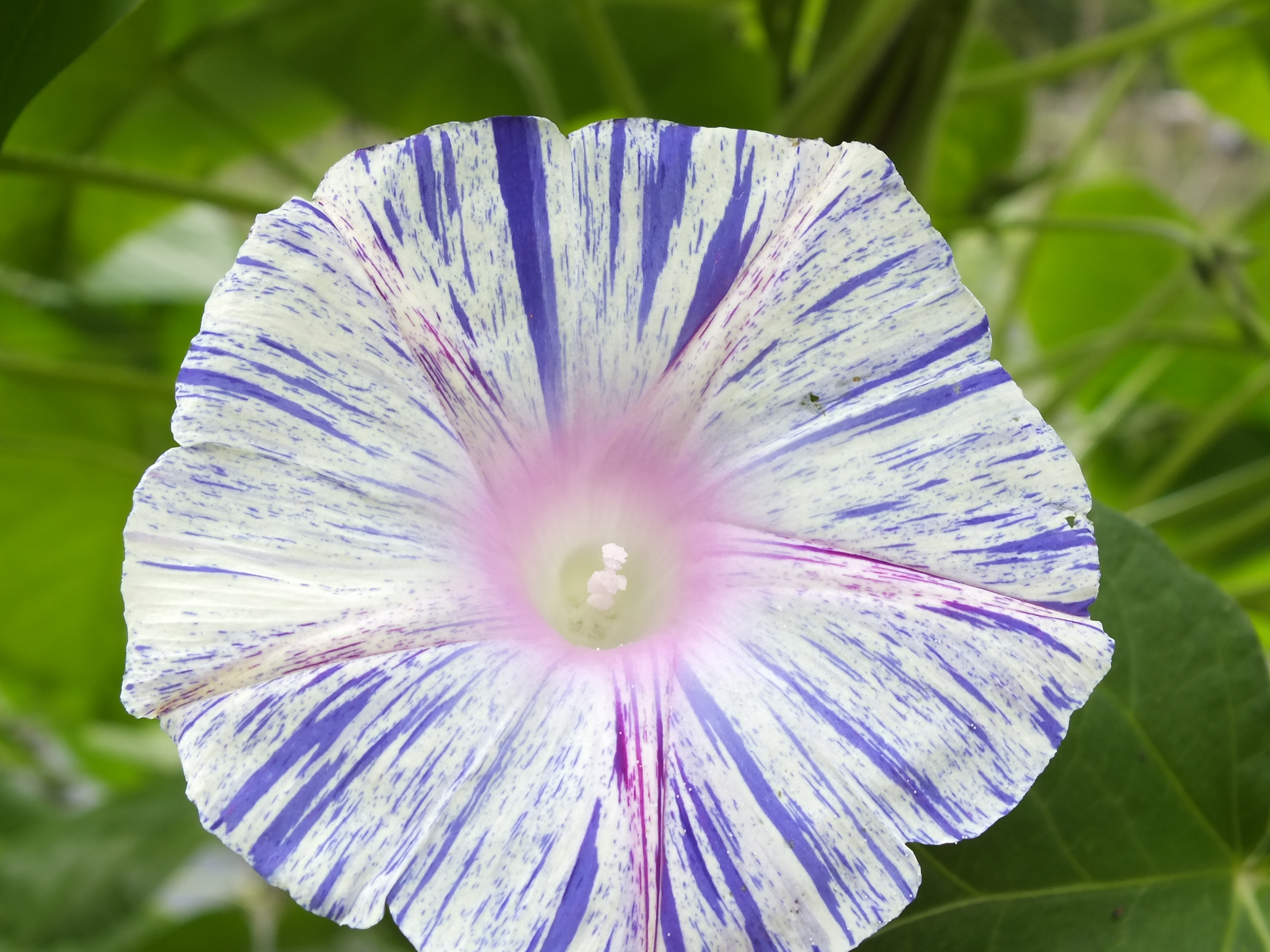 Mischung reichblühender Prachtwinden (Pharbatis purpurea, Ipomea purp.)