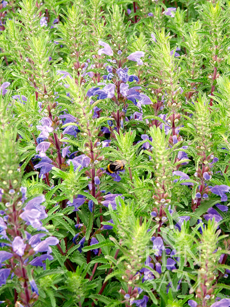 Drachenkopf, blau (Dracocephalum moldavicum) Moldawische Melisse