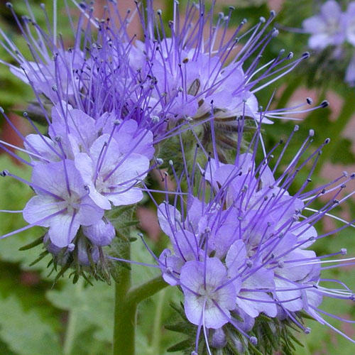 Phacelia, Bienenweide (Phacelia tanacetifolia)