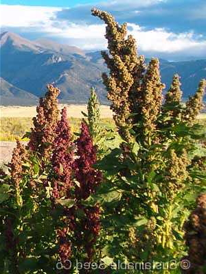 Quinoa Colrado Black Shelly