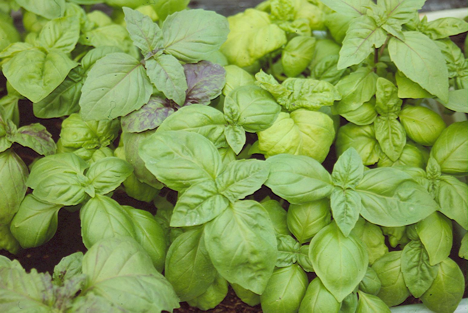 Normalblättriges, grünes Basilikum