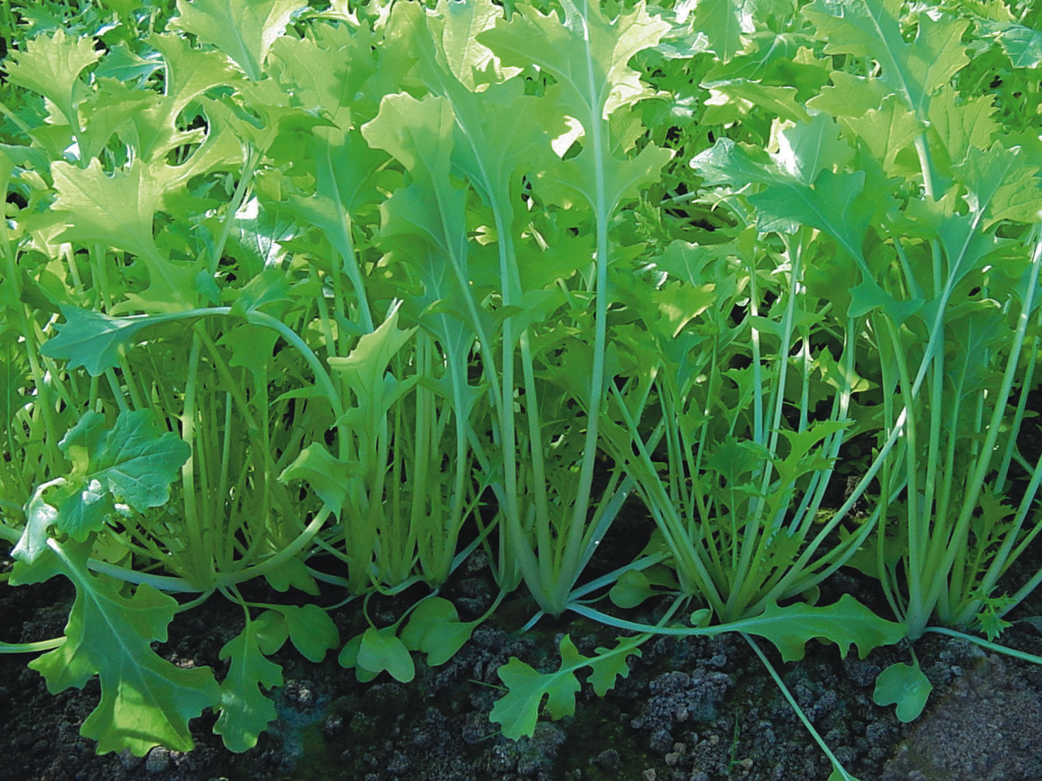 Namenia-Stielmus, Blattmus, Rübstiel