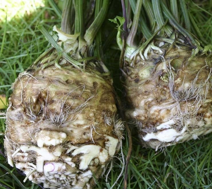 Knollensellerie Ruhm von Zwijndrecht