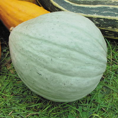 Blue Ballet, Lagerkürbis