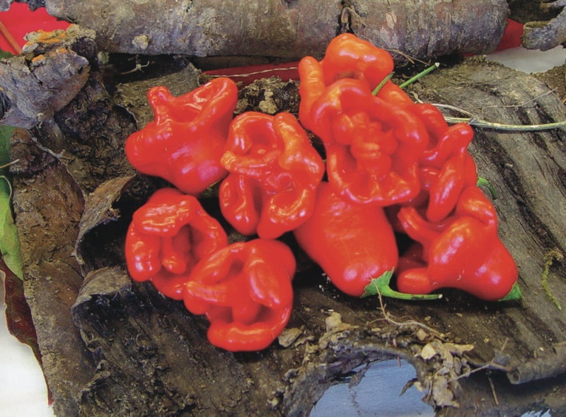 Balloon, milde Pepperoni