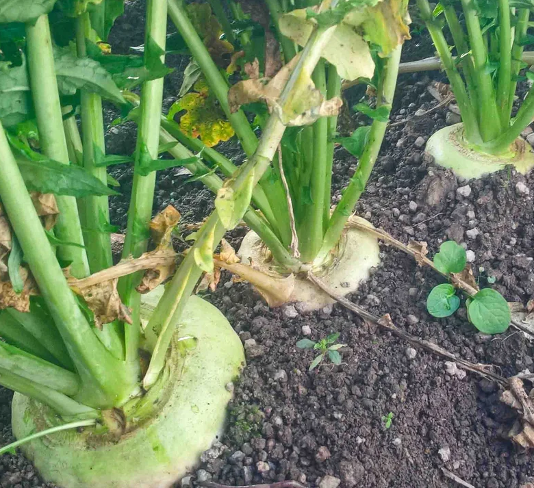 Navetrübchen Rave de Treignac