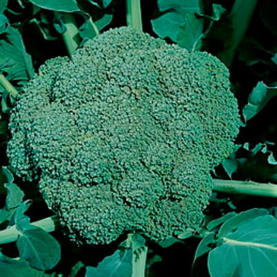 Brokkoli Waltham