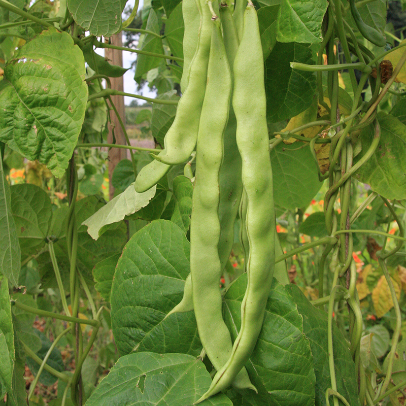 Stangenbohne 'Helda'