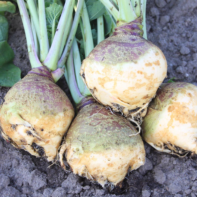 Kohlrübe 'Gelbe aus Friesland'