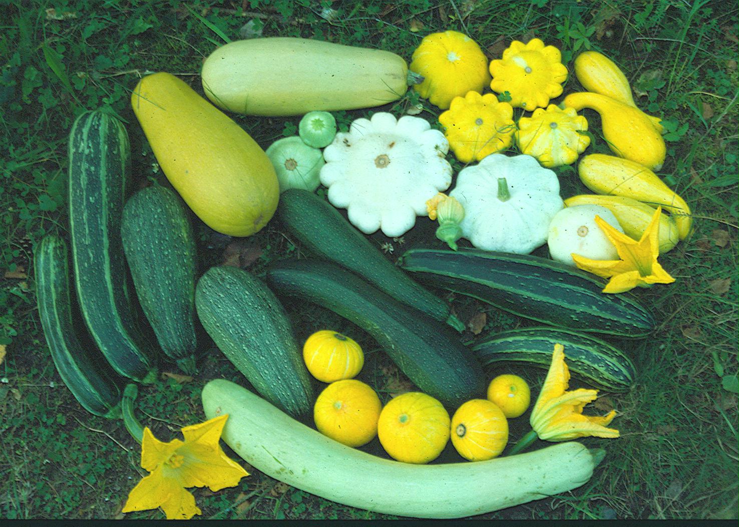 Mischung seltener Buschkürbisse