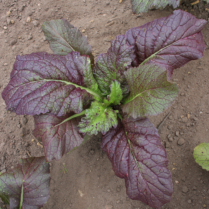 Asiasalat Red Giant, Blattsenf Roter Riese