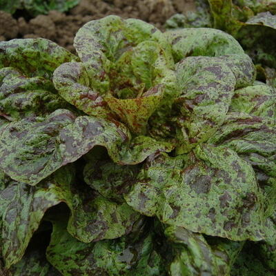 Flashy Butter Gem, Römer- Kopfsalat