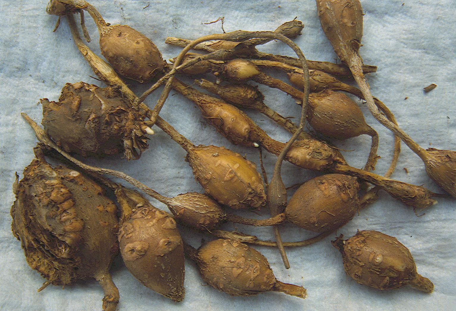 Apios americana (Erdbirne) 2 Knollen