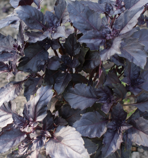 Purple Ruffles (Basilikum)