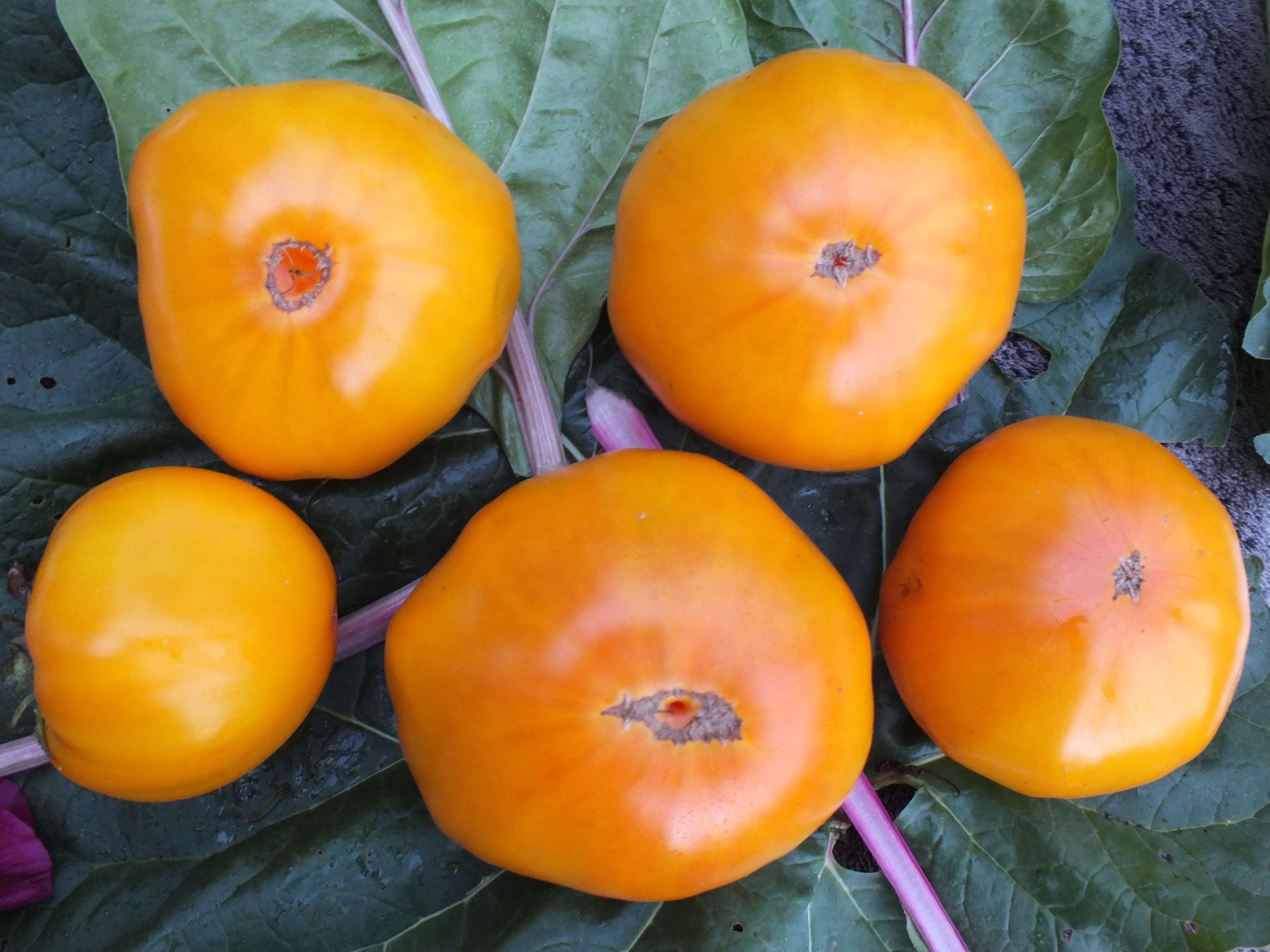 Hartsack Yellow, Fleischtomate