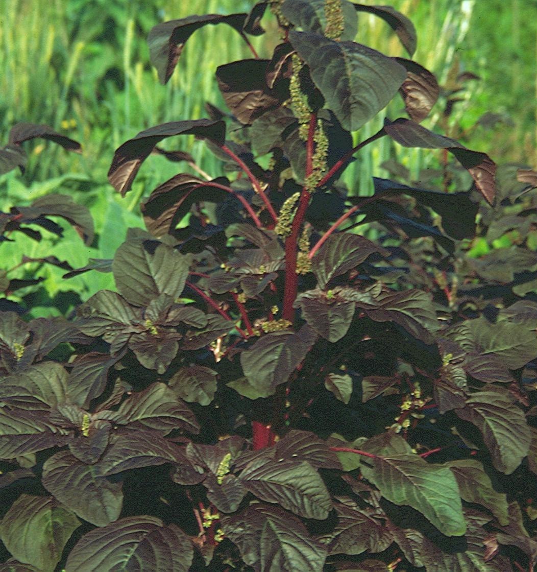 Roter Meier (Spinat-Amaranth)