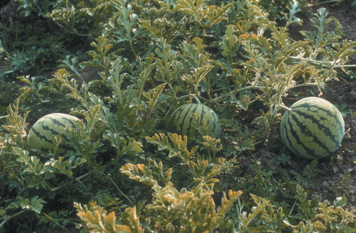 Cream of Saskatchewani, Wassermelone