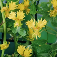 Kanarienkresse (Tropaeolum peregrinum)