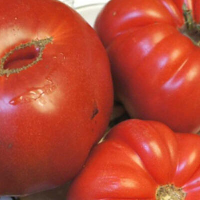 Bear Claw (Ochsenherztomate)