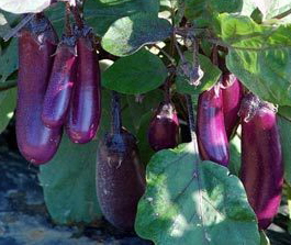 'Slim Jim', Aubergine