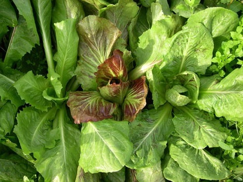 Endivien Mischung Wild Garden