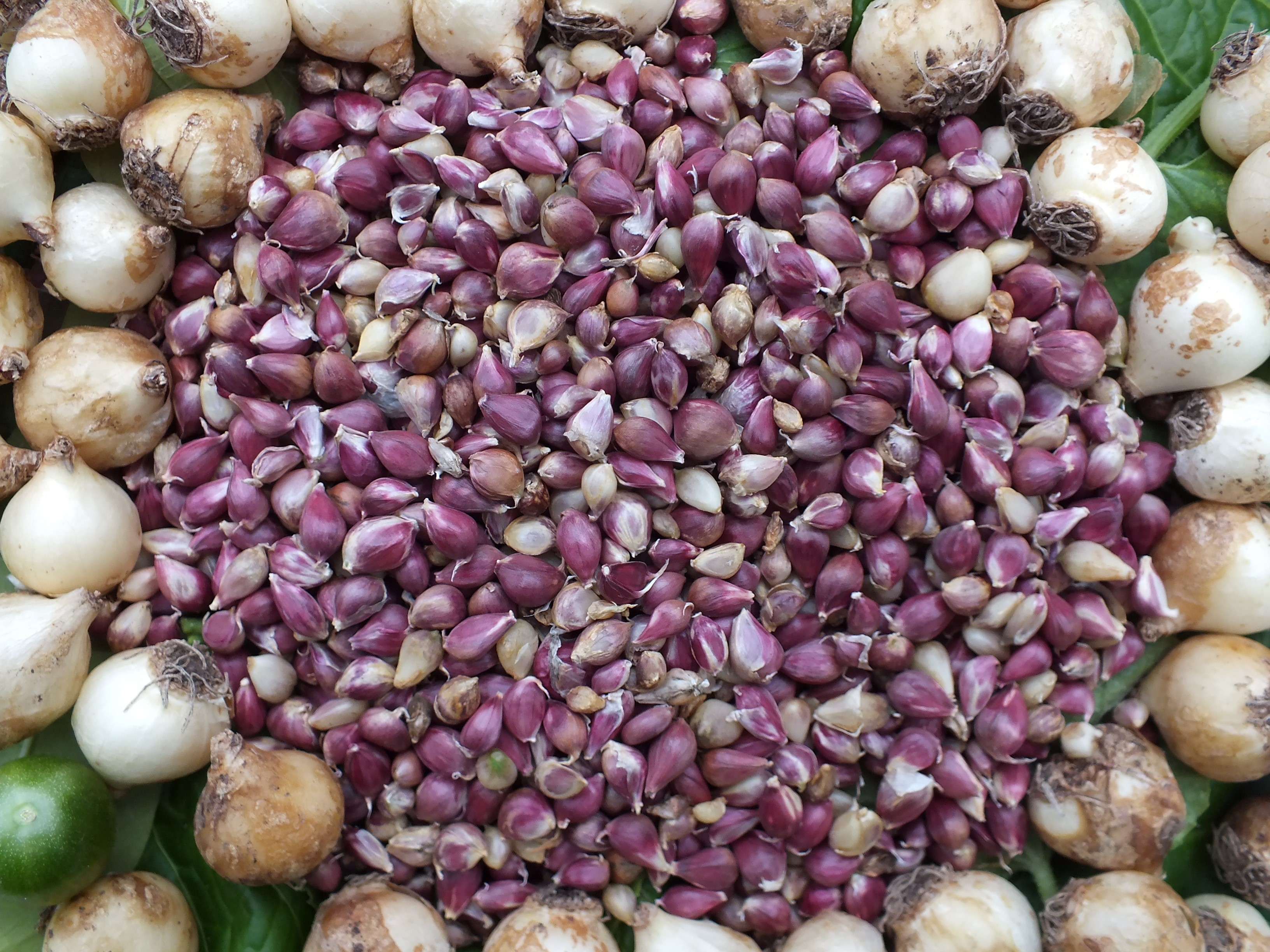 Knoblauch-Brutzwiebelchen Sylvia